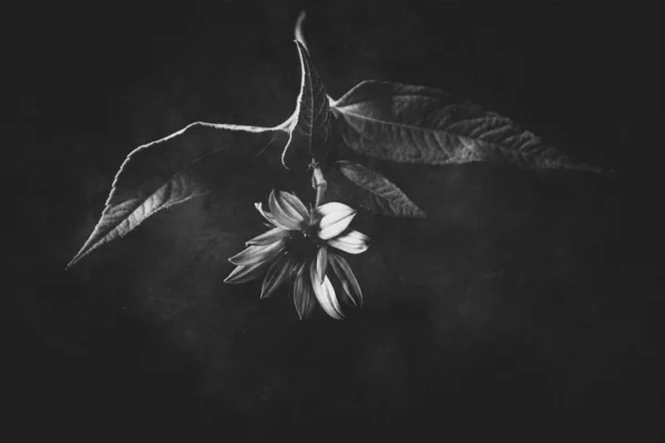 美丽而神秘的秋天花朵 在黑色的背景上 点缀着淡淡的光芒 — 图库照片