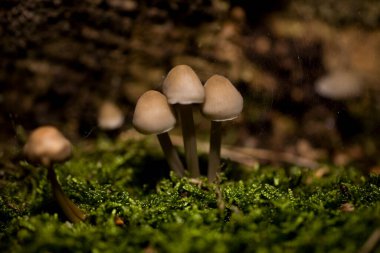 Avrupa ormanlarında yetişen güzel sonbahar mantarları