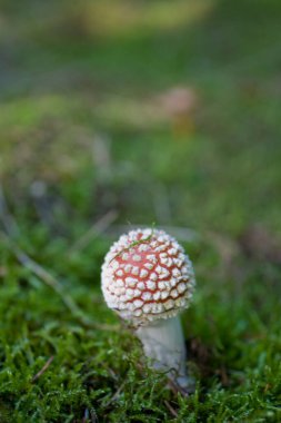 Yeşil bir Avrupa ormanında yetişen güzel kırmızı sonbahar mantarı.