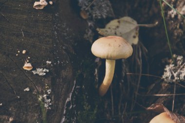 Sonbaharda eski bir ağaç gövdesinde yetişen küçük, güzel, narin mantarlar.