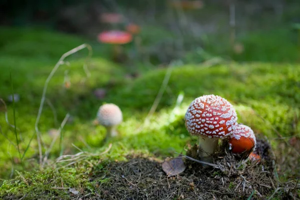 Красивый Красный Осенний Стул Растущий Зеленом Европейском Лесу — стоковое фото