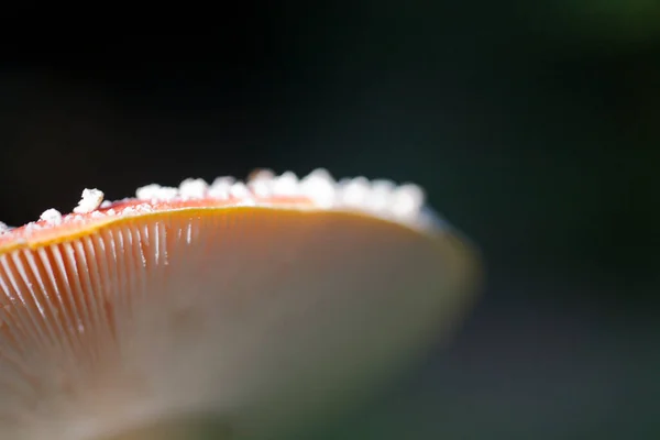 Mooie Rode Herfst Paddestoel Groeien Een Groen Europees Bos — Stockfoto