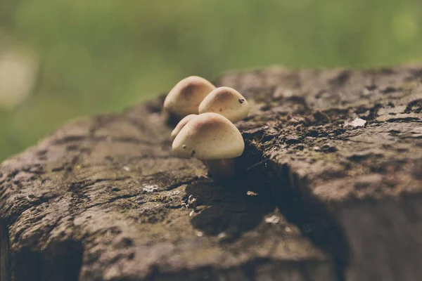 Kleine Schöne Wilde Pilze Die Herbst Auf Einem Alten Baumstamm — Stockfoto