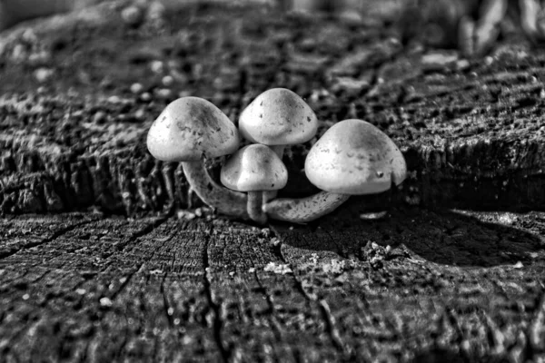 Small Beautiful Delicate Wild Mushrooms Growing Autumn Old Tree Trunk — Stock Photo, Image