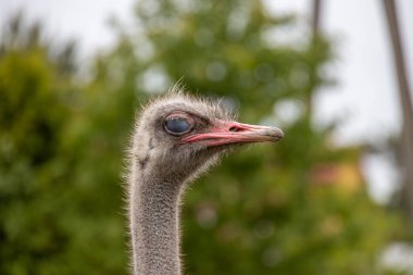 Gri devekuşu kafası doğanın arka planına yakın planda.