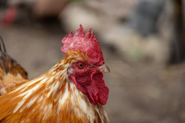 Kırmızı fiyonklu kahverengi bir horozun güzel portresi