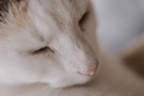 Beau Petit Chat Endormi Blanc Rouge Gros Plan — Photo