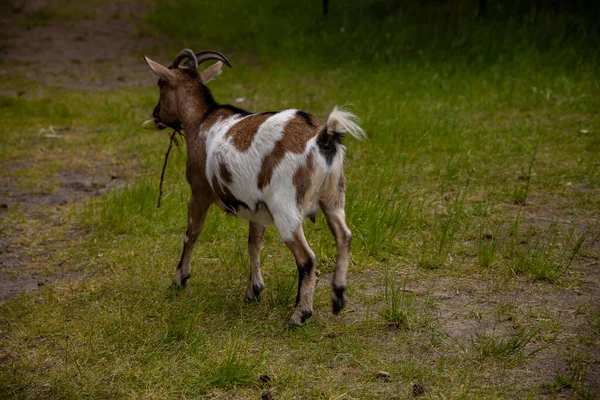 Kolorowa Koza Spacerująca Luźno Farmie Letni Dzień — Zdjęcie stockowe