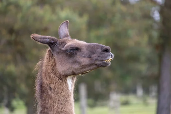 head portrait of a brown llama outdoors on a farm