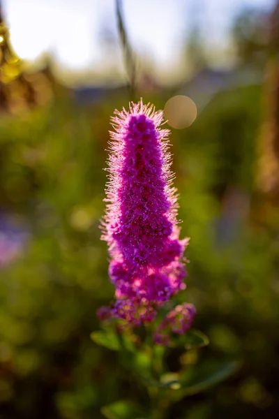 Piękny Fioletowy Kwiat Krzaku Popołudniowym Słońcu — Zdjęcie stockowe