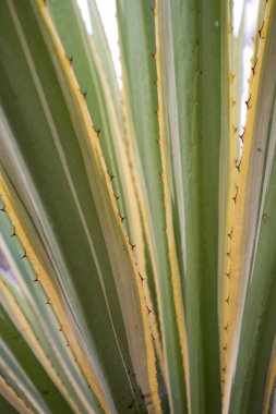 Güzel yeşil kaktüs yapraklarının arka planı