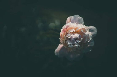 Bir yaz günü yeşil bahçelerin arka planında soluk pembe şakayık