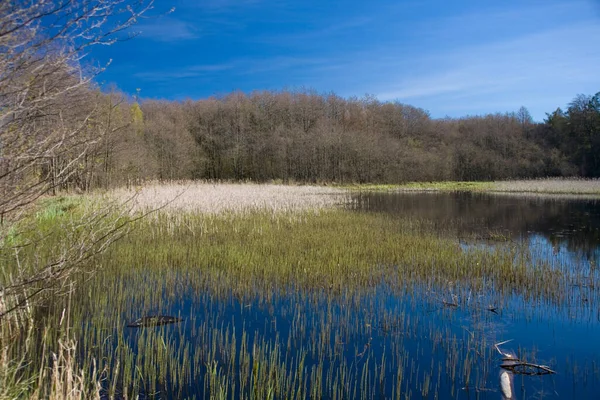 Paysage Printanier Avec Eau Des Arbres Par Une Chaude Journée — Photo