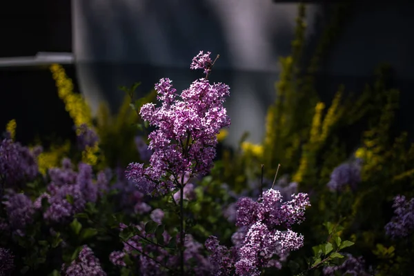 Hermosa Lila Púrpura Entre Las Hojas Verdes Arbusto Jardín Primavera —  Fotos de Stock