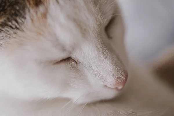 在特写中漂亮可爱的小白兔小睡猫 — 图库照片