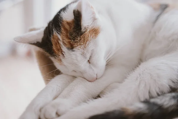 Bello Carino Piccolo Bianco Rosso Dormire Gatto Primo Piano — Foto Stock