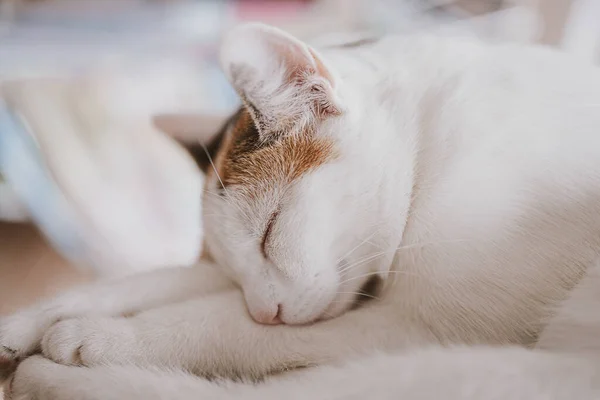 Mooi Schattig Klein Wit Rood Slapen Kat Closeup — Stockfoto