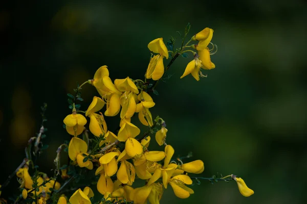 Vacker Gul Blommande Buske Närbild — Stockfoto