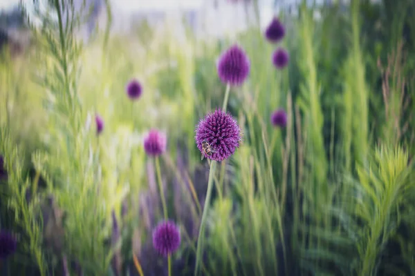 Kulatý Fialový Květ Close Zeleném Zahradním Pozadí — Stock fotografie