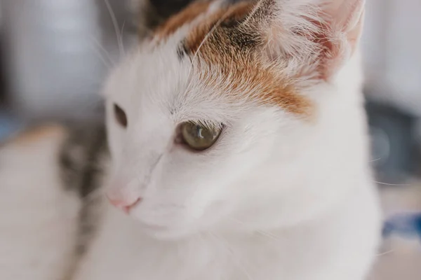 Beau Petit Chat Blanc Rouge Gros Plan — Photo