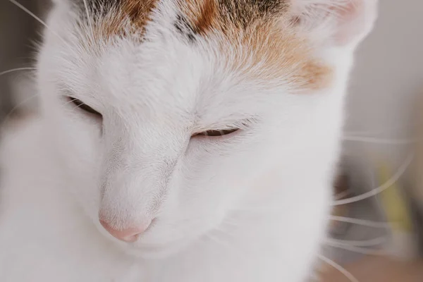 Vacker Söt Liten Vit Röd Sovande Katt Närbild — Stockfoto