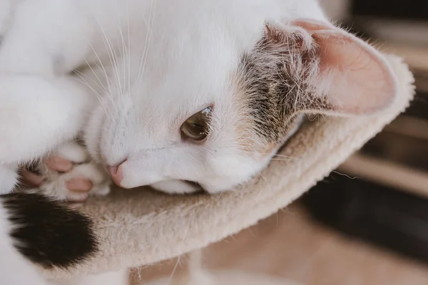 Schöne Süße Kleine Weiß Rote Schlafende Katze Nahaufnahme — Stockfoto