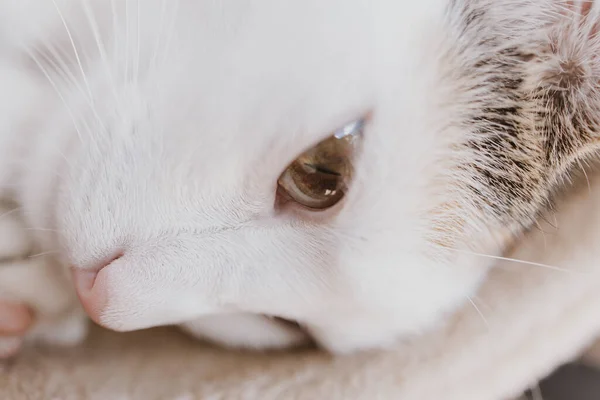 Mooi Schattig Klein Wit Rood Slapen Kat Closeup — Stockfoto