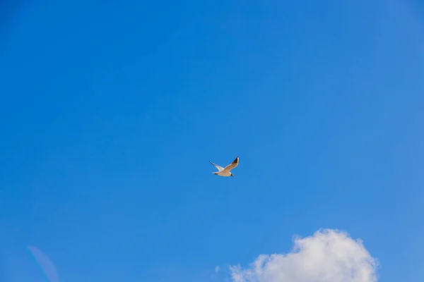 Mewa Ptak Latający Tle Błękitnego Nieba Białą Chmurą Słoneczny Dzień — Zdjęcie stockowe