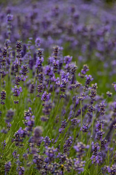 Schöne Lila Lavendelblüten Mit Einem Warmen Tag Nahaufnahme — Stockfoto