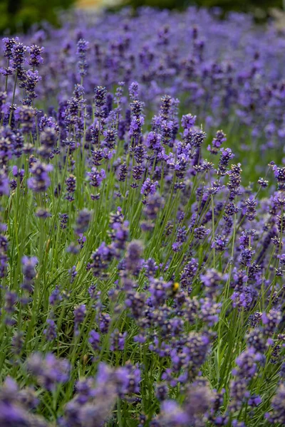 Lindas Flores Lavanda Roxa Com Dia Quente Close — Fotografia de Stock