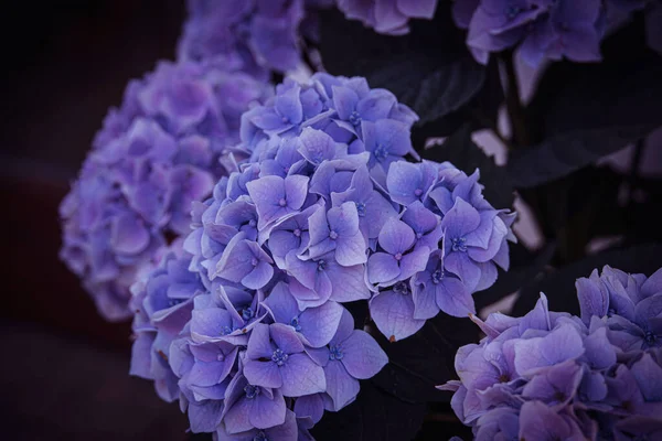 Hermosa Flor Una Hortensia Violeta Jardín Cerca —  Fotos de Stock