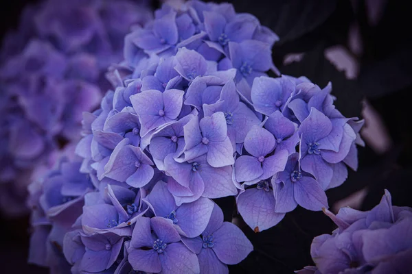 Красивый Цветок Фиолетовой Гортензии Саду Крупным Планом — стоковое фото