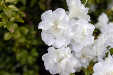 Güzel beyaz açelya yaz bahçesinde