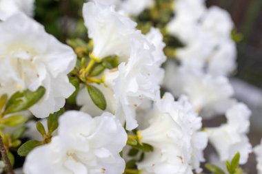 Güzel beyaz açelya yaz bahçesinde