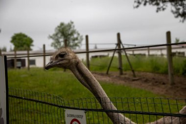 Gri devekuşu kafası doğanın arka planına yakın planda.