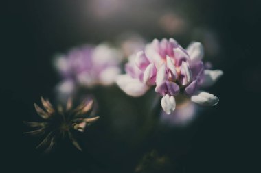 Sıcak bir yaz gününde yeşil arka planda bir çayırda mor bir tarla çiçeği.