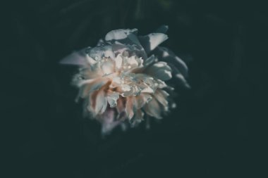 Bir yaz günü yeşil bahçelerin arka planında soluk pembe şakayık