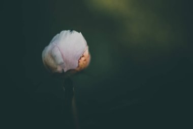 Bir yaz günü yeşil bahçelerin arka planında soluk pembe şakayık