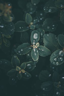 Bitkinin yeşil yapraklarına yakın çekim yağmur damlaları düşer.