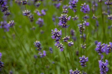 Güzel mor lavanta çiçekleri ve sıcak bir gün.