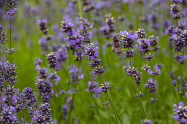 Güzel mor lavanta çiçekleri ve sıcak bir gün.