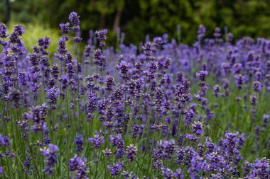 Güzel mor lavanta çiçekleri ve sıcak bir gün.