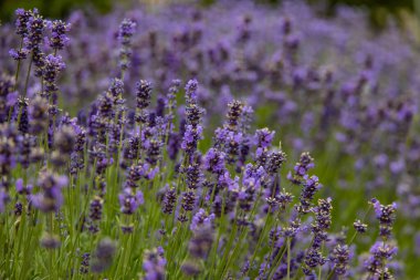 Güzel mor lavanta çiçekleri ve sıcak bir gün.