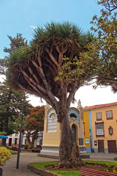 Gyönyörű Utcák Történelmi Épületekkel Spanyol Kanári Szigeten Tenerife Egykori Fővárosban — Stock Fotó
