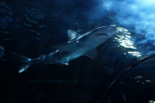 Хищные Акулы Плавают Большом Аквариуме Зоопарке Тенерифе Испании — стоковое фото
