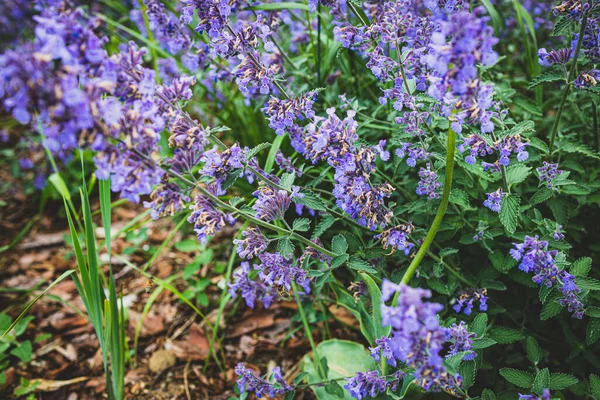 Hermosa Flor Púrpura Primer Plano Cálido Día Verano — Foto de Stock