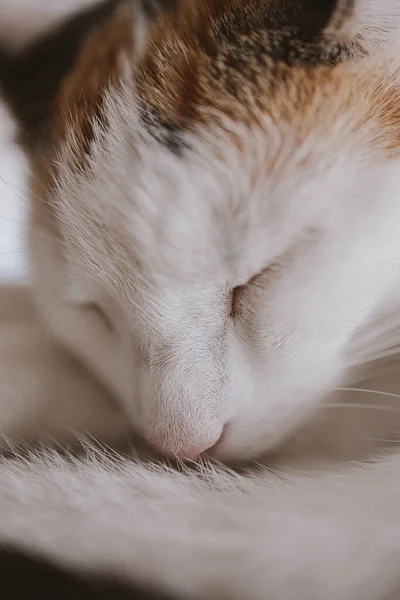 Hermoso Lindo Pequeño Blanco Rojo Durmiendo Gato Primer Plano —  Fotos de Stock