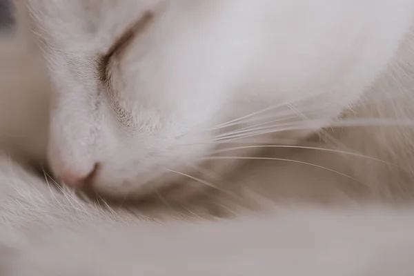 Beau Petit Chat Endormi Blanc Rouge Gros Plan — Photo