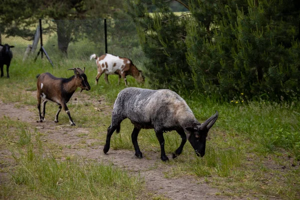 Színes Kecske Sétál Lazán Gazdaságban Egy Nyári Napon — Stock Fotó