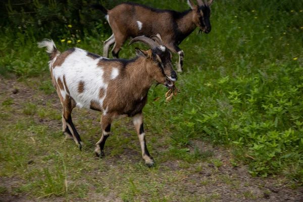 Pestrobarevné Kozy Procházky Volně Farmě Letní Den — Stock fotografie